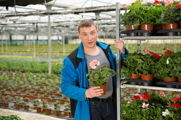 Male worker controlling quality of geranium flowers in greenhouse farm