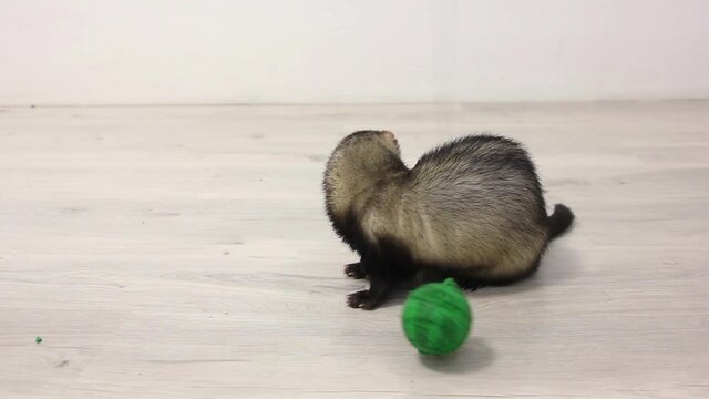 the ferret jumps for the ball and playing with it 