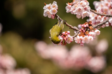 寒桜にメジロ！
桜の蜜が大好きなメジロ。満開のカンザクラ（寒桜）に食事に来ていました！