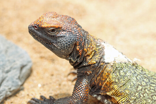 s&uuml;dsaharische_Dornschwanzagame