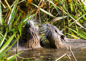Nutria balz
