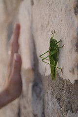 Grasshopper on a wall with hand
