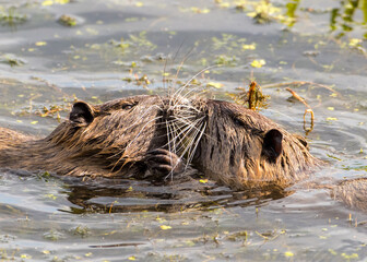 Nutria balz
