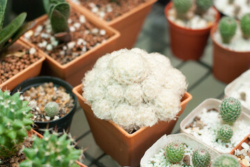 Many beautiful colored cactus gardens