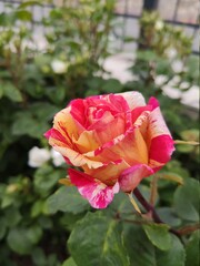 red rose in garden