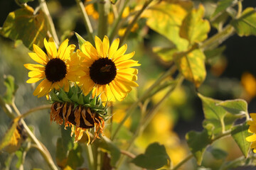 Beautiful sunflowers growing in a garden. Selective focus.