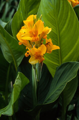 Balisier, Canna, canna 'Pucie'