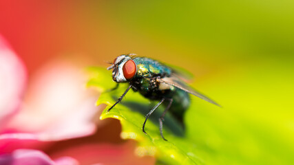 Eintagsfliege Makro