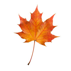 Colorful  autumn maple leaf isolated on white composition.  Top view.
