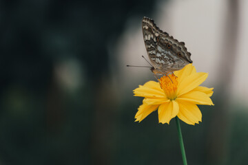Yellow flower and butterfly flying in a field, Nature background in the spring, Sucking nectar from the flowers of insects is a way of life that is important to the life cycle of plants and animals.