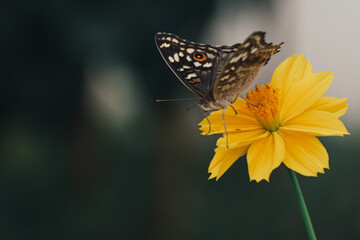 Wings of Butterfly flying in a field of flowers, Nature background in the spring, Sucking nectar from the flowers of insects is a way of life that is important to the life cycle of plants and animals.