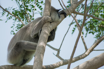 Tufted gray langur (Semnopithecus priam) resting on a tree, Sri lanka