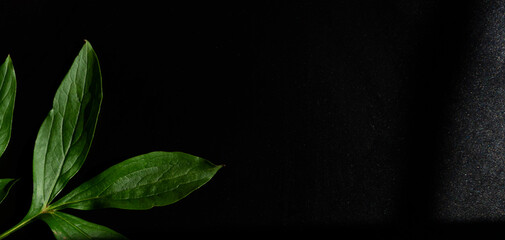 Black background with green leaf. (plant)