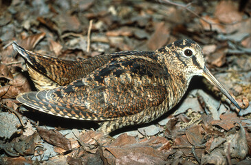 Bécasse des bois,.Scolopax rusticola, Eurasian Woodcock