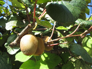 木に実ったキウイフルーツ