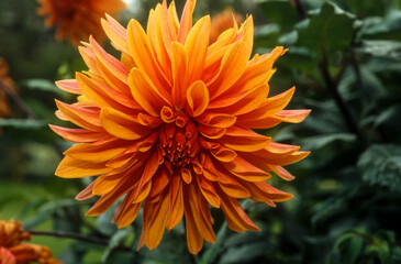 Dahlia, Dahlia 'Sucre d'Orge'