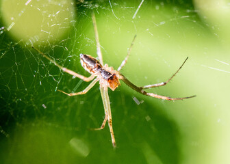 Spinne im Garten