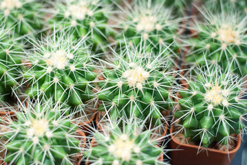 Many beautiful colored cactus gardens