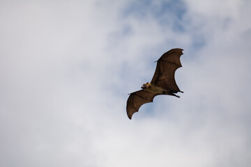 View from above of a Black flying-foxes (Pteropus alecto) flying in Sri Lanka