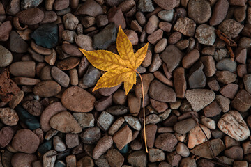 Autumn Leaf on Pebbles