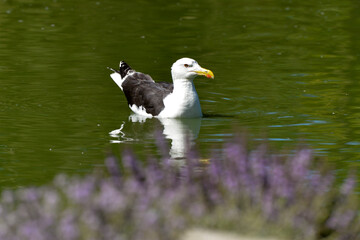 Goéland marin,.Larus marinus, Great Black backed Gull