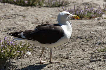 FUSILLÉS DE CONGIS, 2020