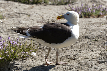 FUSILLÉS DE CONGIS, 2020