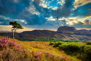 Vibrant and beautiful colourful landscape of Loch Marre with a single scots pine tree and views to Slioch mountain. 