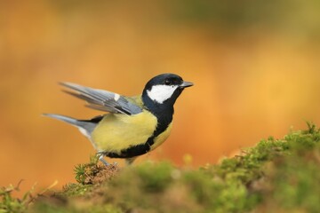 Great tit sitting on on the ground. Wildlife scene from nature. Song bird in nature habitat. Parus major.