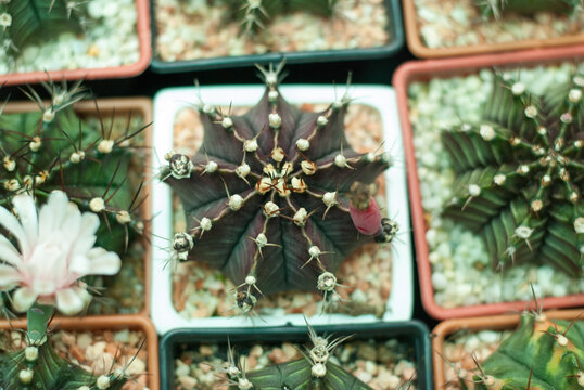Many beautiful colored cactus gardens
