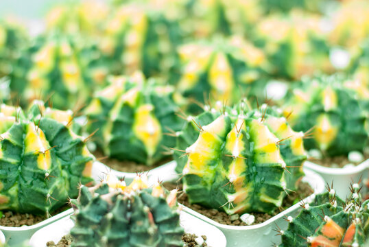 Many beautiful colored cactus gardens