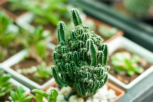 Many beautiful colored cactus gardens