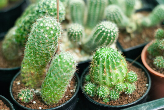 Many beautiful colored cactus gardens
