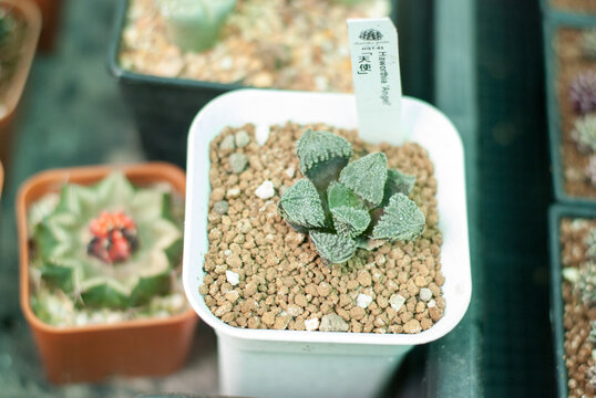 Many beautiful colored cactus gardens