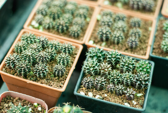 Many beautiful colored cactus gardens