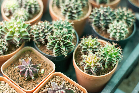 Many beautiful colored cactus gardens
