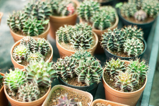Many beautiful colored cactus gardens