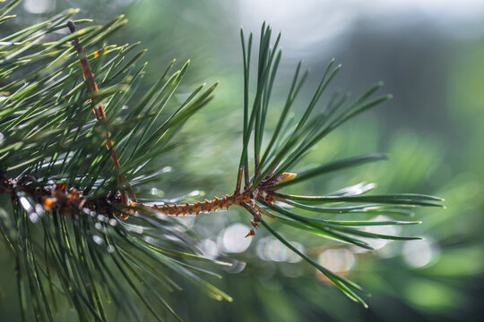 Pine tree needles macro with bokeh