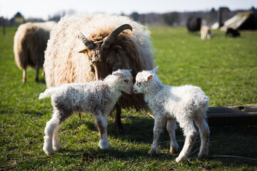 Lambs in Easter time