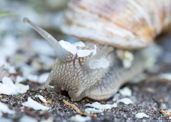 Schnecke
