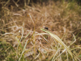 Obraz premium A fly sat on straw of hay grass
