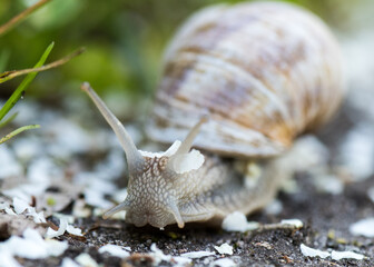 Schnecke