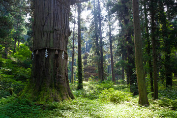羽黒山の爺杉と五重塔