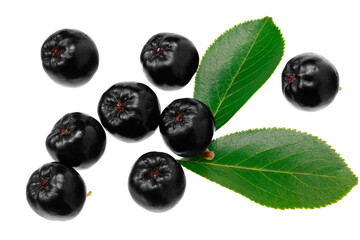 Chokeberry with green leaves isolated on white background. Clipping path and full depth of field. Top view