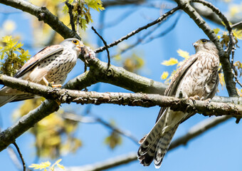 Turmfalke