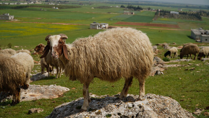 Obraz premium sheep