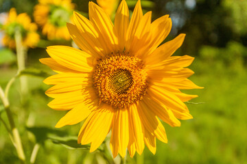 Tournesol