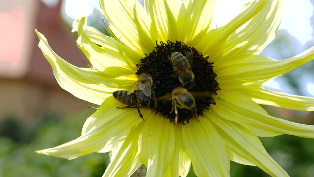 Close up of bees (Apis mellifera) pollinate sunflower at sunset. Detail view of group of honeybees collecting pollen on sunflowers on springtime