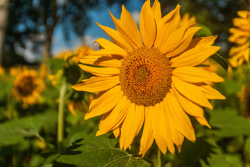 Obraz premium Tournesol