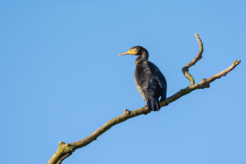 Black cormorant (Phalacrocorax carbo) perching on the branch